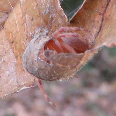 Hidden in the leaf.