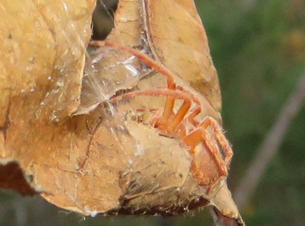 This spider was only about 1/4 inch long.
