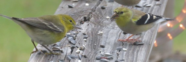 The Pine Warbler has a longer, thinner bill, duller wings, and olive-ish legs.