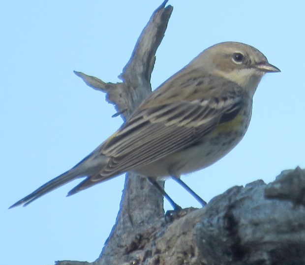 You can just barely see the yellow spot on its back.