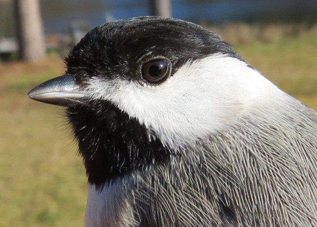 chickadee close up