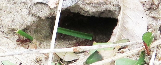 Close-up to show the ants better.