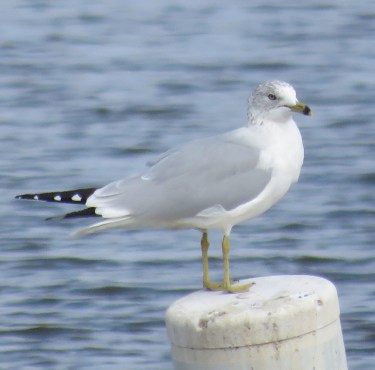 Ring-billed Gull