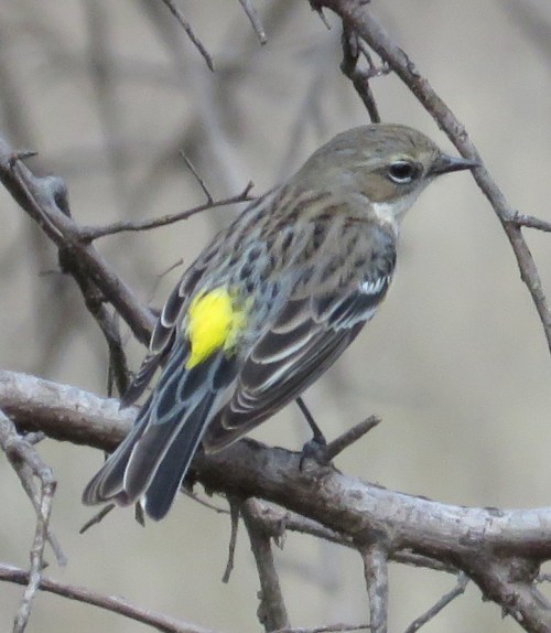 Finally! A cooperative Yellow-rumped Warbler allows me a clear photo.