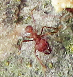 A temporarily leafless ant. You can see the huge mandibles.
