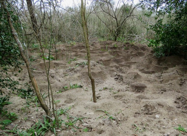 Large area of Leaf-cutter ant mounds.