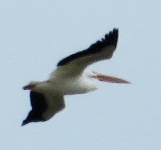 white pelican