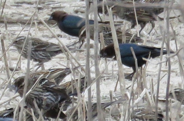 The Brown-headed Cowbird males are easily identifiable in the mixed flock.