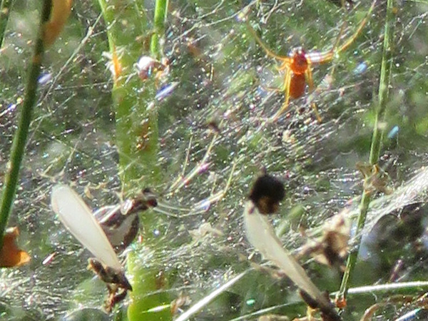 The black and white spider is definitely a Bowl-and-Doily. I am not sure if the thin reddish spider is a male, or an entirely different species.