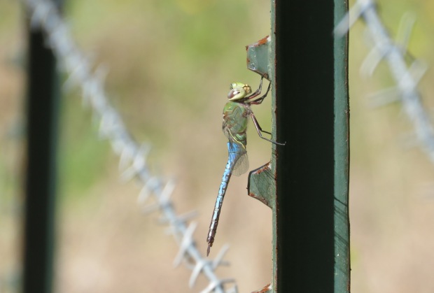Dragonfly on T-post.