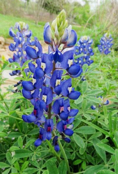 Texas Bluebonnet, Lupinus texensis.