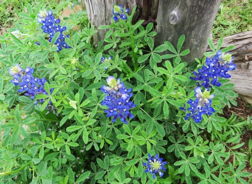 Our state flowers were in bloom.