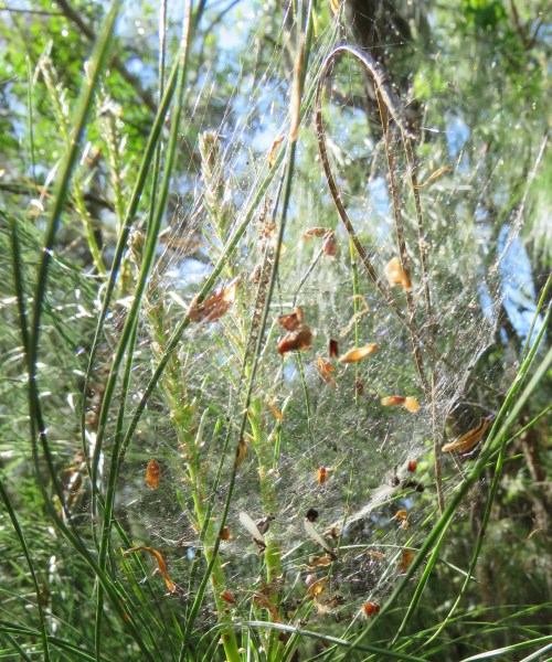 The bowl with detritus more visible than spider.