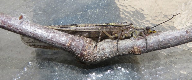 At this angle, it shows up pretty well against the stick, but later it moved around to the outside of the angle, and looked like just a bump on the stick.