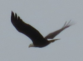Bald Eagle.