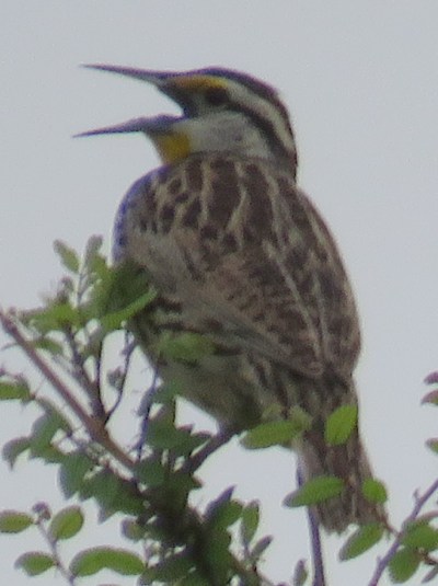 Eastern Meadowlark.