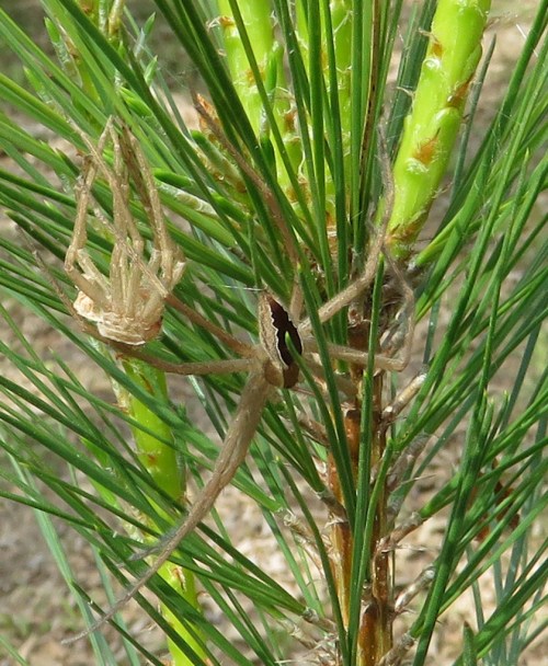 The spider slowly moved away from the skin.