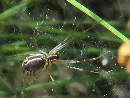Close-up of the very tiny Bowl-and-Doily spider.