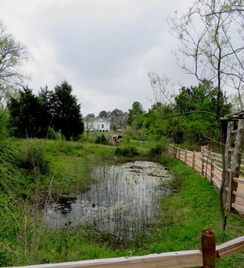 Several birds were hanging out around this tiny wetlands area.