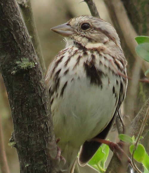The mystery sparrow.