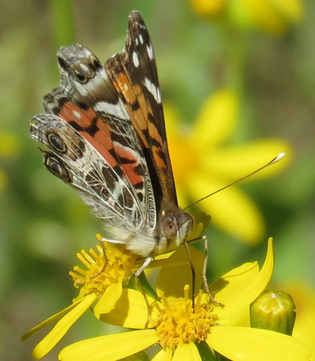 American Painted Lady, Vanessa virginiensis