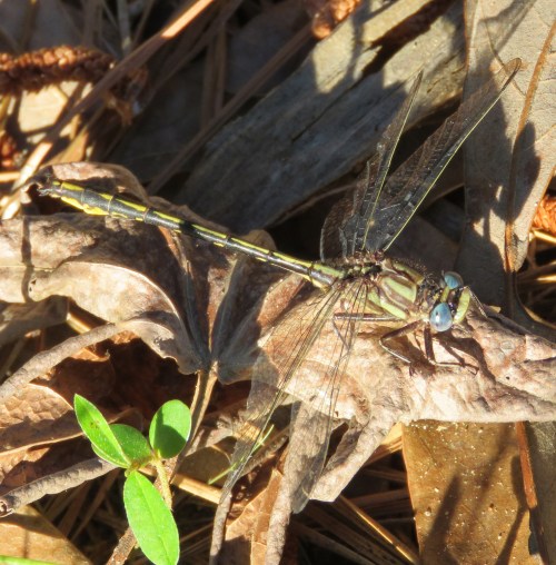 I believe this is an Oklahoma Clubtail dragonfly, but it might be an Ashy Clubtail.