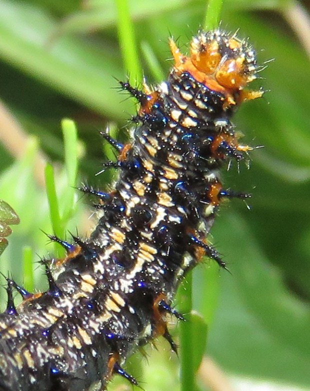 Close-up of the larger caterpillar.