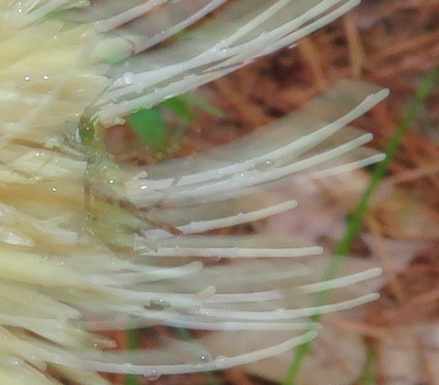 Another ghostly insect on a thistle.