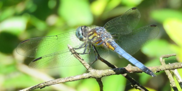 Blue Corporal, adona deplanata (I am pretty sure)