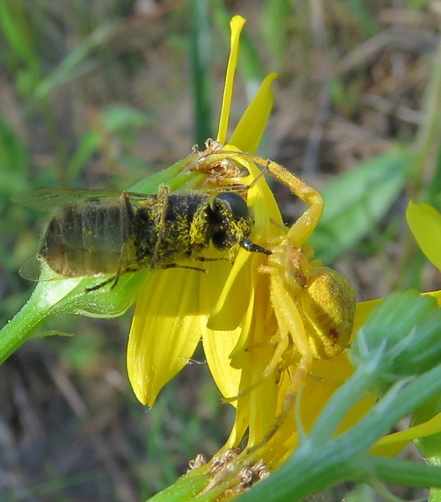 Crab spider with an unfortunate pollinator.