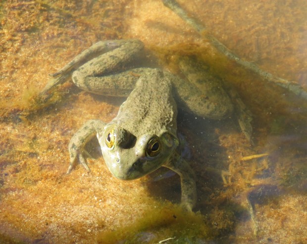 Small frog.