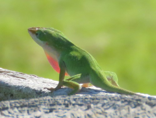 Anole. I saw 3 total.