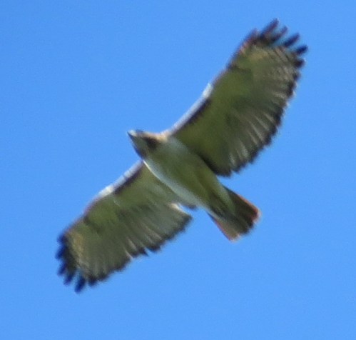 Red-tailed Hawk. The picture is blurry but at least it is good for ID purposes.