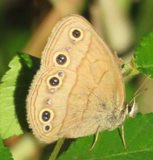 Little Wood Satyr butterfly. For the last two weeks, I have seen dozens flying around every time I go for a walk.