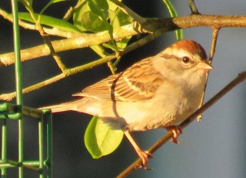 Chipping Sparrow.