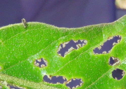 A very tiny insect...