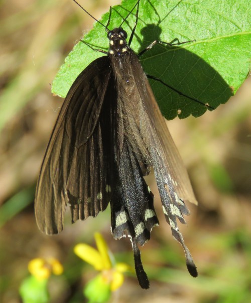 HOW do you expect to identify this dull-colored swallowtail butterfly? 
