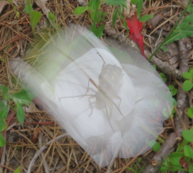 Ghost of beetle past.