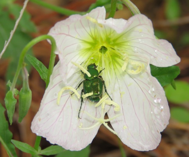 Emerald Flower Scarab, Trichiotinus bibens