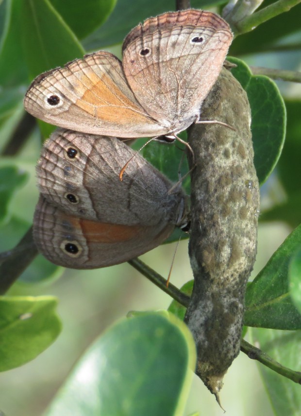 Two Red Satyrs on a Mountain Laurel bean.