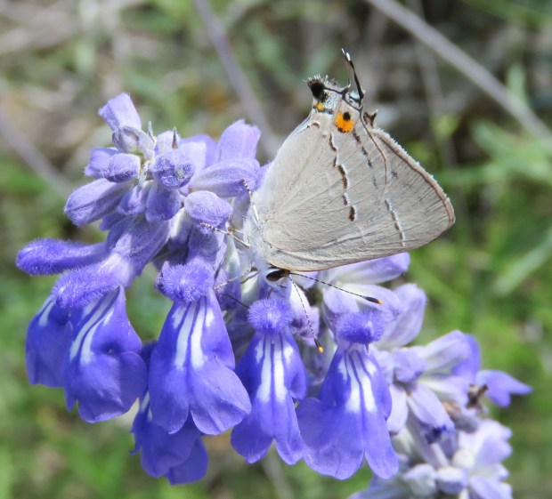 Gray Hairstreak, Styrmon melinus, on Mealy Sage.