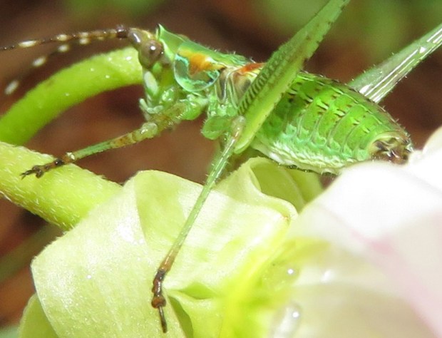 Beautiful and complex patterning on a creature that is about an inch long.