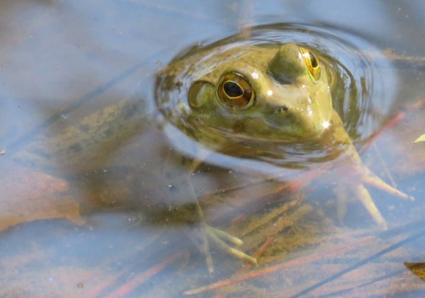 Slightly larger frog.