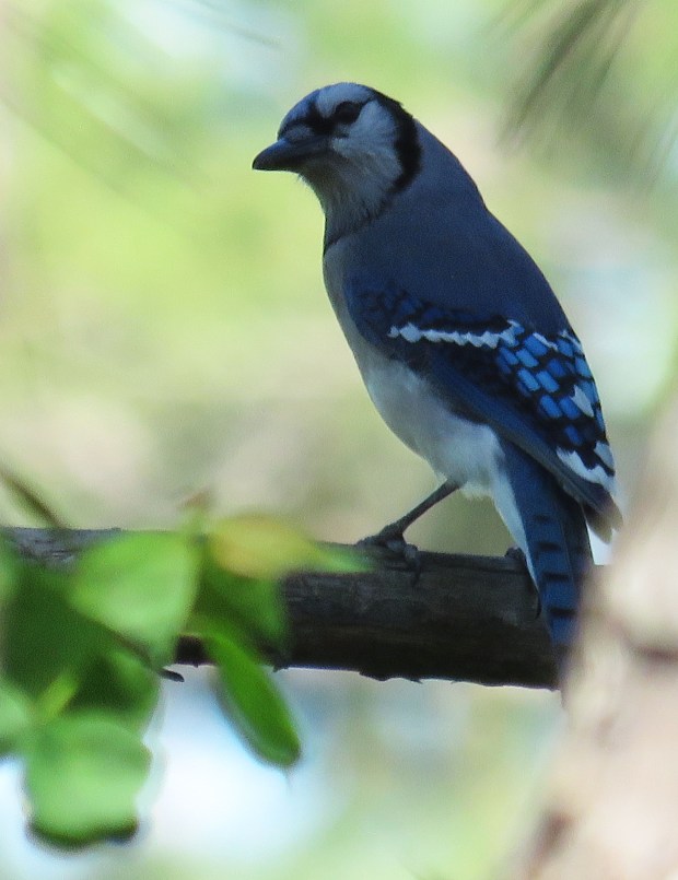 Stealthy Blue Jay.