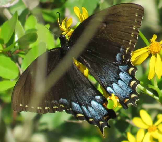 Eastern Tiger Swallowtail, female, black phase, Papilio glaucus