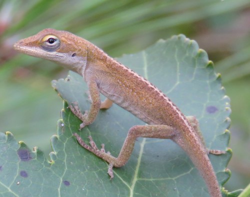 Apprehensive anole.