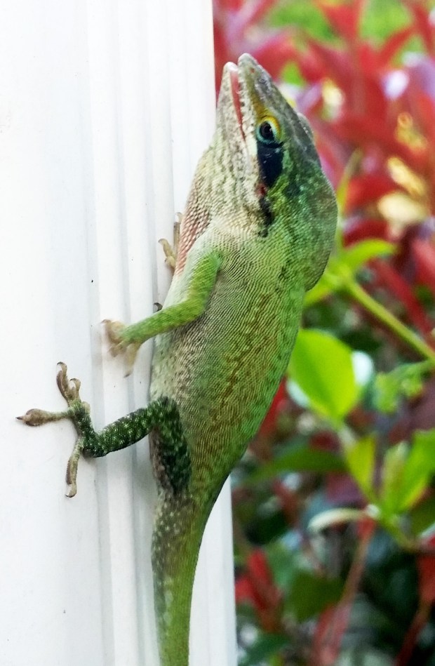 The winner and rainspout champion.