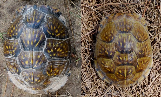 This week's find on the left, a turtle from 2012 on the right.