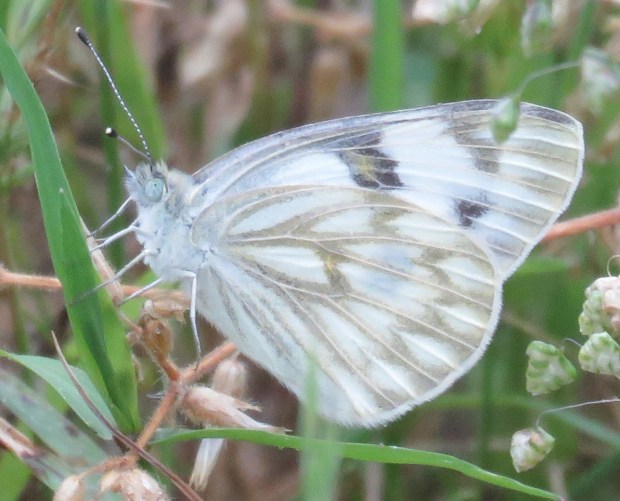 Checkered White, Pontia protodice.