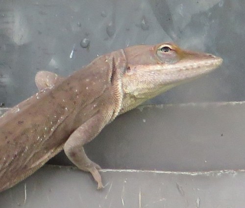 Cynical, world-weary, and slightly sarcastic.